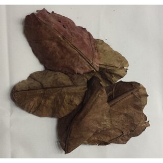 Nano - Seemandelbaumbltter Catappa Leaves extra small10er Pack