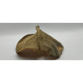 Xylia xylocarpa / Elefantenohren 13-17 cm